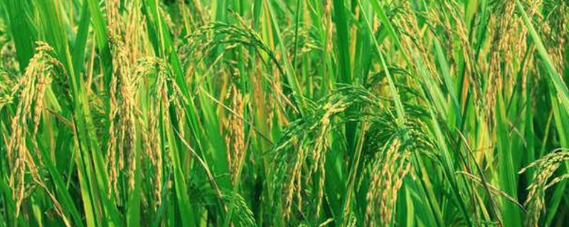 Y两优170水稻种子特点，秧田亩播种量10千克