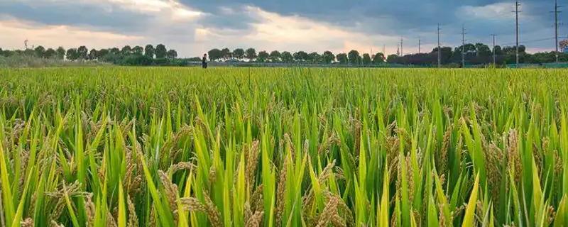 农香优2381水稻种子简介，全生育期134.8天