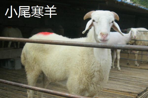 湖羊和小尾寒羊的区别，分布地区、类型和体重均不同