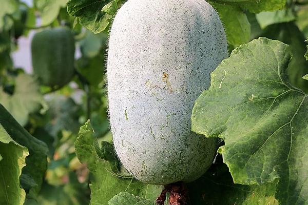 五月的应季蔬菜，有洋葱、土豆、冬瓜等
