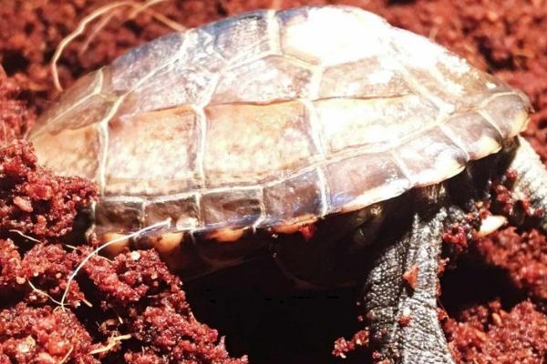 草龟冬眠期间要注意什么，需保持安静、将草龟放在避光处