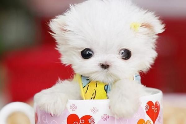茶杯犬可以长多大，体重一般在4磅以下