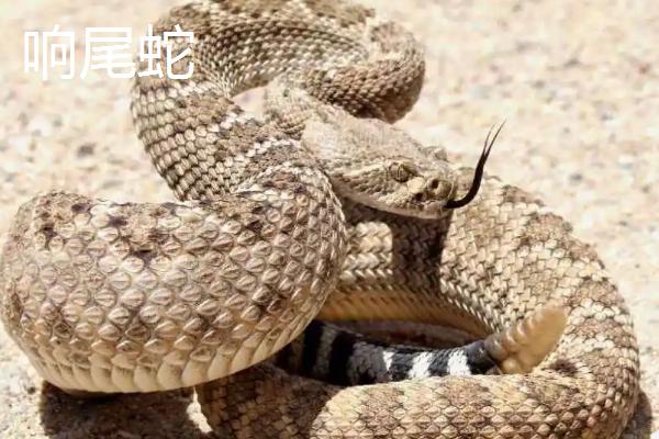 响尾蛇和眼镜蛇谁更加厉害，相同条件下眼镜蛇更厉害