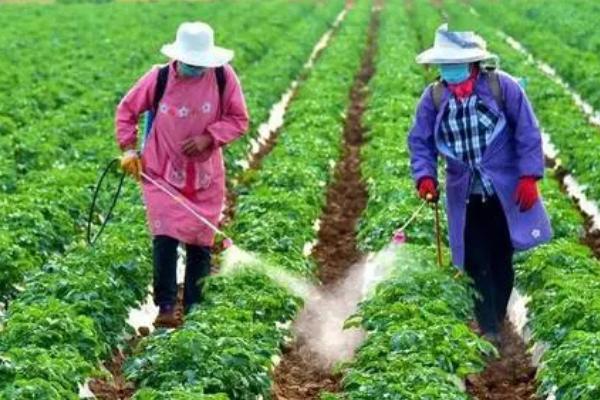 蔬菜肥害的种类，分为内分型肥害和外伤型肥害