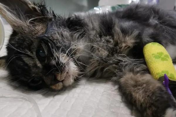 猫瘟的症状，主要表现为突发高热、顽固性呕吐等