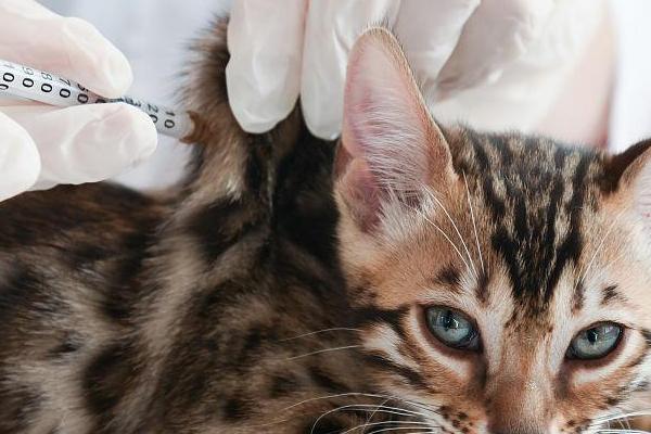 猫瘟的症状，主要表现为突发高热、顽固性呕吐等