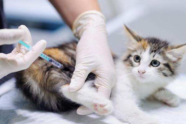 猫瘟的症状，主要表现为突发高热、顽固性呕吐等