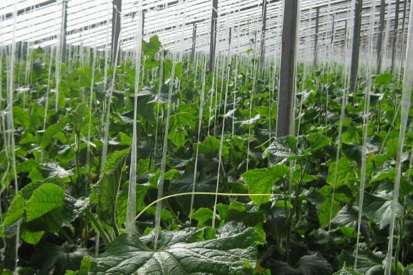 黄瓜氮肥过多的症状，会出现叶片成暗绿色、植株叶片发黄等