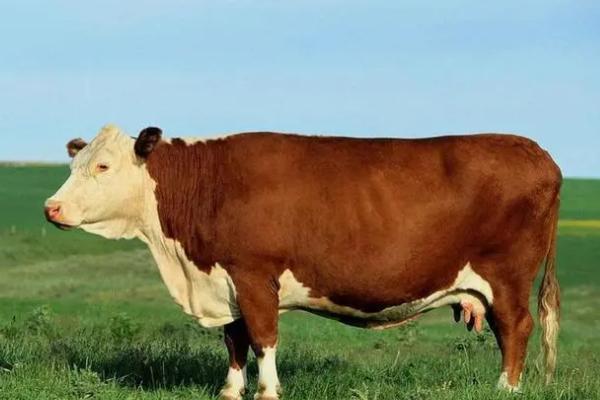 养肉牛选择什么品种好，可选西门塔尔、利木赞牛、鲁西黄牛等