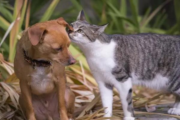 猫狗怎么感染钩虫，通常是通过粪口 、皮肤、胎盘和乳汁传播