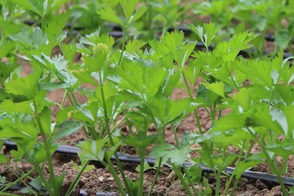 芹菜死苗的原因，原因有腐病、菌核病、黑腐病、猝倒病等