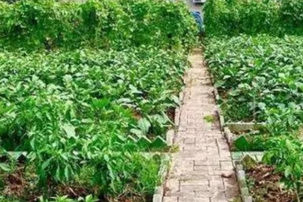 菜园子为什么用篱笆围起来，可防止禽类偷吃蔬菜