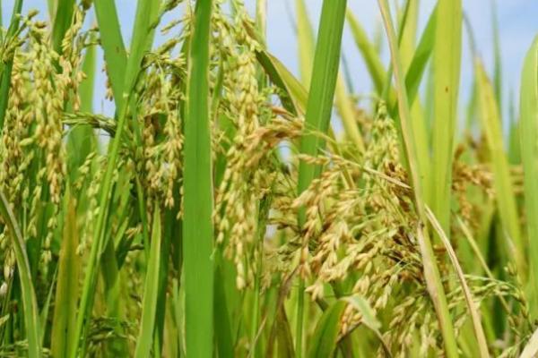 水稻一年最多可以种几季，1年最多可以种3季