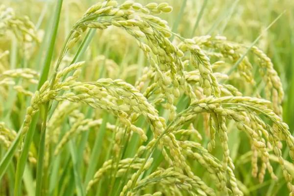 水稻一年最多可以种几季，1年最多可以种3季