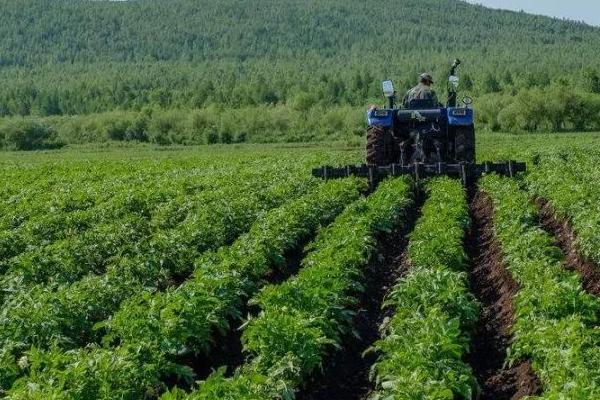 马铃薯施肥技术，在秋冬耕前施入充足的基肥