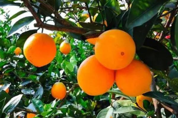 柑橘褐腐病怎么防治，禁止从疫区引进苗木和接穗