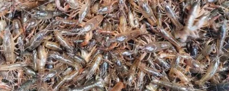 龙虾苗的培育技术，要避免昼夜水温温差过大
