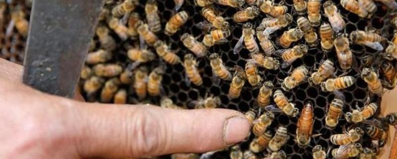 工蜂杀死蜂王的原因，可能是蜂王出现衰老、病残等情况