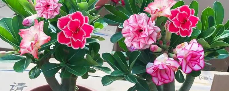 沙漠玫瑰怎样剪枝，抹芽处理是剪枝的基本要求