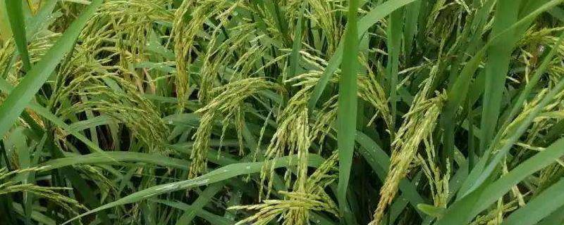粮两优1378水稻品种的特性，全生育期为156.3天