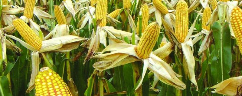 临单1212（试验名称：安玉12）玉米种子介绍，每亩1-2公斤