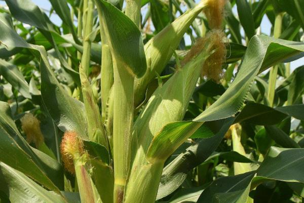 金秋玉755（试验名称：金秋玉755）玉米种子特征特性，应选择中等以上肥力地块种植