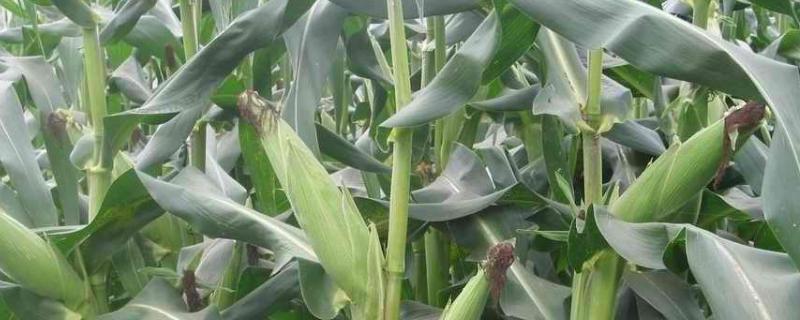 金秋玉755（试验名称：金秋玉755）玉米种子特征特性，应选择中等以上肥力地块种植