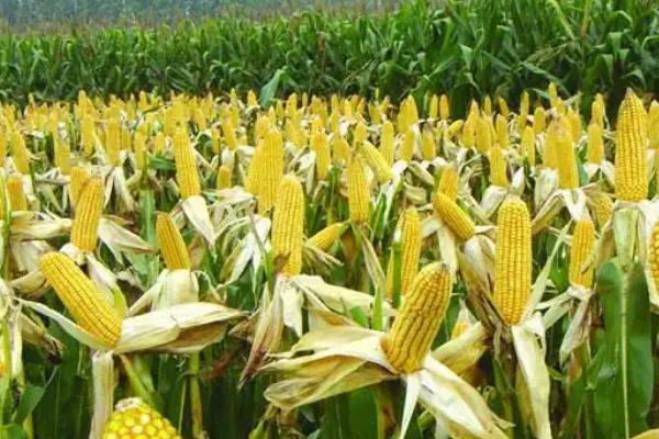 靖单16(试验名称：靖单16)玉米种子特征特性，苗期每亩施用尿素10公斤