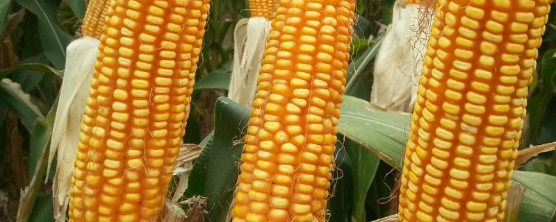 隆瑞289（试验名称：隆瑞289）玉米种子简介，平均生育期125天