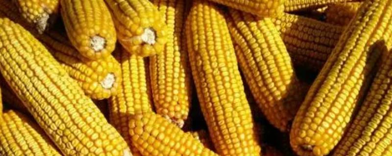 正大648（试验名称：正大648）玉米品种的特性，高抗大斑病