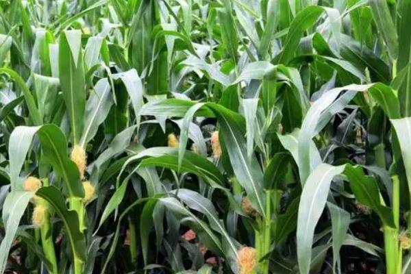 春喜602（试验名称：春喜602）玉米种子特点，出苗时主要注意防治地下害虫