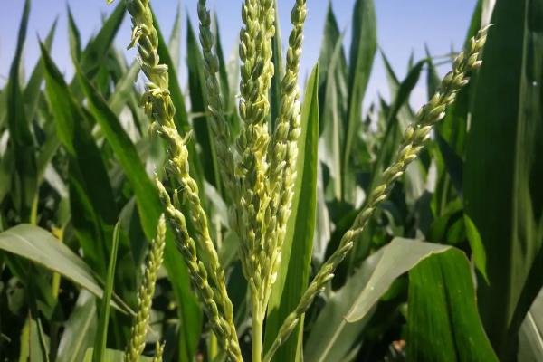 春喜602（试验名称：春喜602）玉米种子特点，出苗时主要注意防治地下害虫