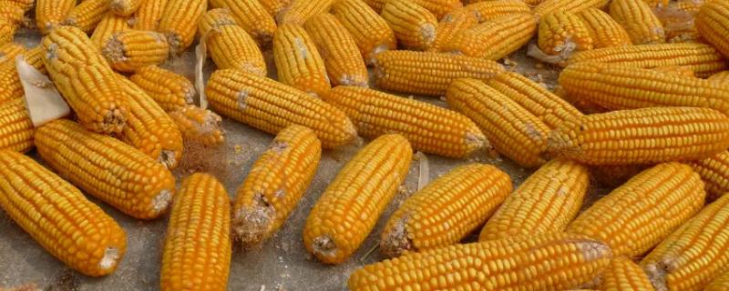 罗单297（试验名称：罗单297）玉米品种简介，播种方式可直播或育苗移栽