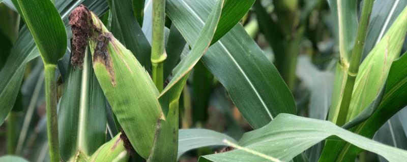 田研68（试验名称：田研68）玉米品种简介，播种前要求施足底肥