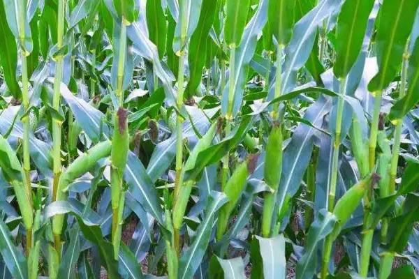 纳峰717（试验名称：纳峰717）玉米种子特点，注意防治纹枯病