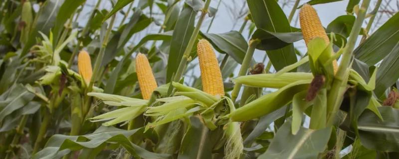 高康6号（试验名称：高康6号）玉米种子介绍，大喇叭口期防治玉米螟