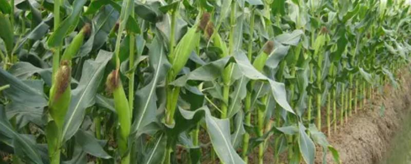 山单2号（试验名称：山丹2号）玉米种子特征特性，大喇叭口期防治玉米螟