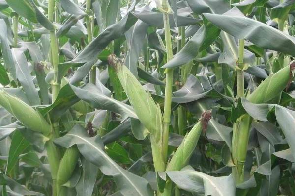 山单2号（试验名称：山丹2号）玉米种子特征特性，大喇叭口期防治玉米螟