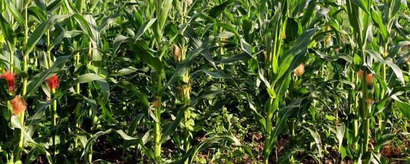 富玉2号（试验名称：富玉2号）玉米种子简介，防治病虫和成熟收获