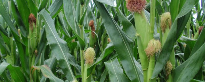 金粒2016（试验名称：金粒2016）玉米品种简介，注意防治各地区常见病虫害