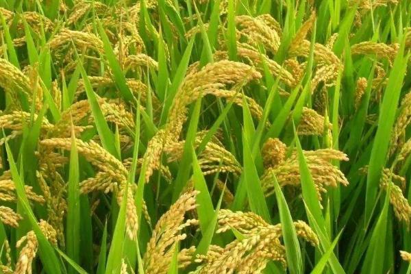 靖稻8号（试验名称：靖稻8号）水稻种简介，适时防治病虫草害