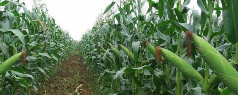 盛谷1号（试验名称：盛谷1号）玉米品种的特性，出苗时主要注意防治地下害虫