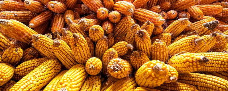 金粒1351（试验名称：金粒1351）玉米种子简介，区试平均生育期128天