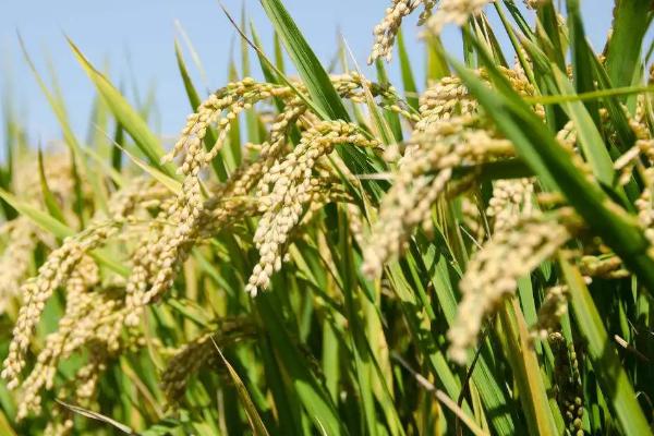锦两优852（试验名称：锦两优852）水稻种简介，每亩大田用种量5-2千克