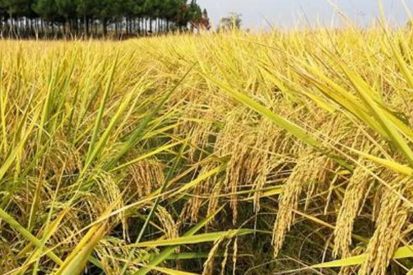 楚稻6号（试验名称：楚稻6号）水稻品种的特性，认真防治病虫草害