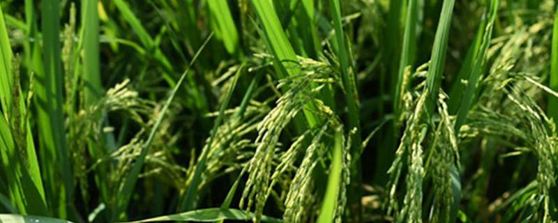 楚稻6号（试验名称：楚稻6号）水稻品种的特性，认真防治病虫草害