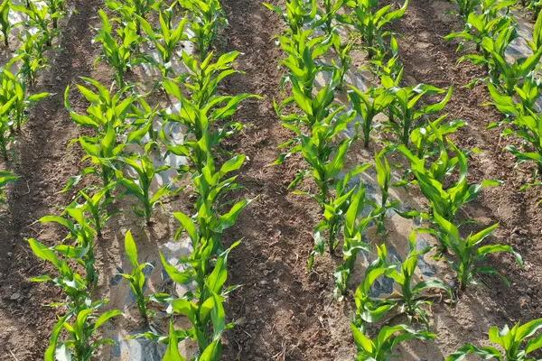 凌科6号玉米种简介，留苗密度4500株/亩左右