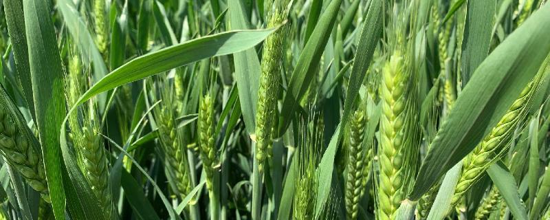 旱麦728小麦品种简介，播期9月15-25日