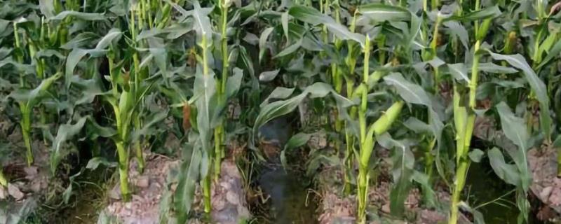 凌科6号玉米品种简介，留苗密度4500株/亩左右