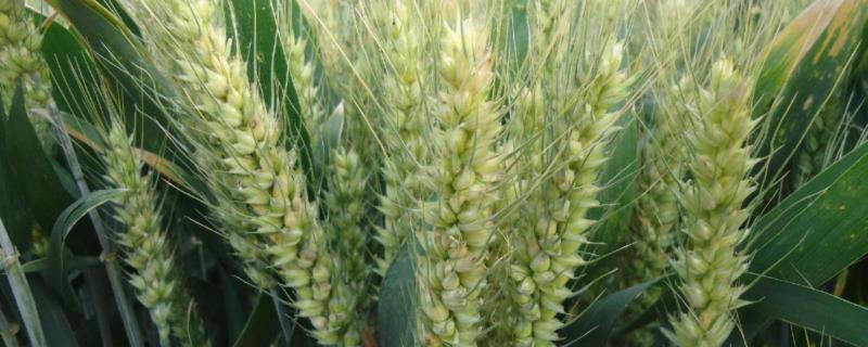 西农518小麦品种简介，注意防治病虫害